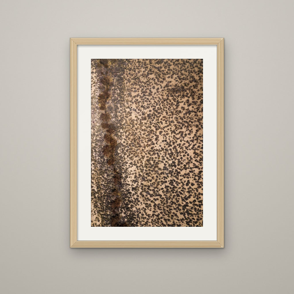 Leopard Ground - Maple Frame